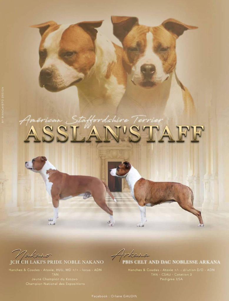 chiot American Staffordshire Terrier D'Asslan' Staff