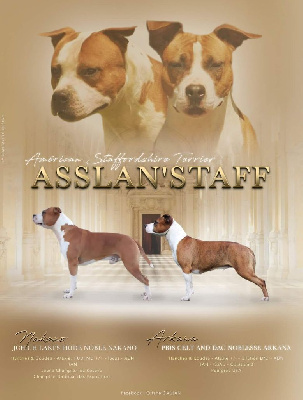 D'Asslan' Staff - American Staffordshire Terrier - Portée née le 14/08/2022